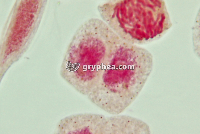 Mitose cellules de racine d'Ail - Cellules-filles x800 - gryphea.com